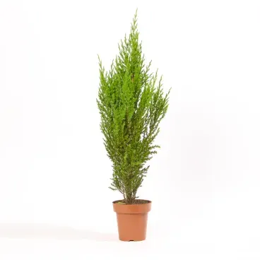 Tuia Strickita Planta Natural Pote 20